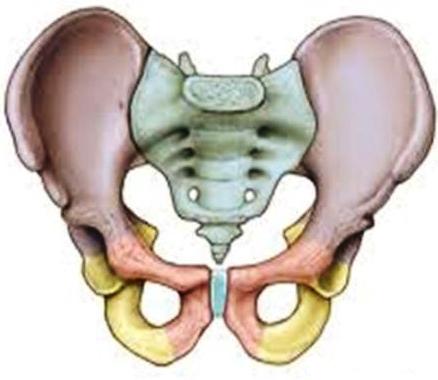 pelvis logo