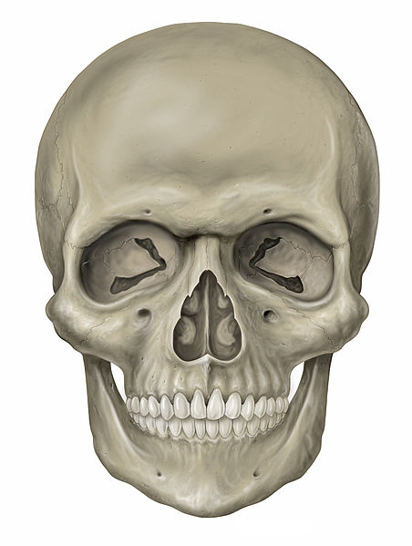 skull logo